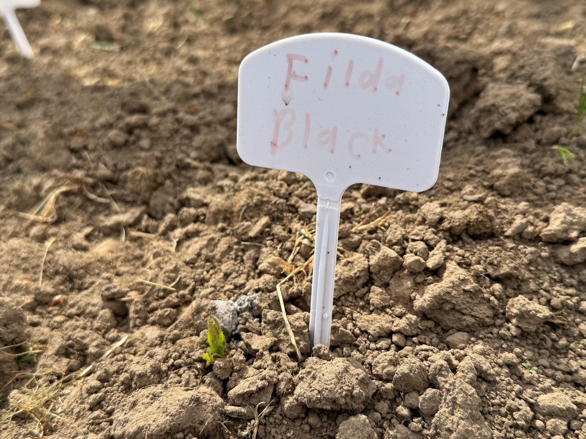 First dahlia sprout pushing through the soil next to a hand-labeled 'Filda Black' marker