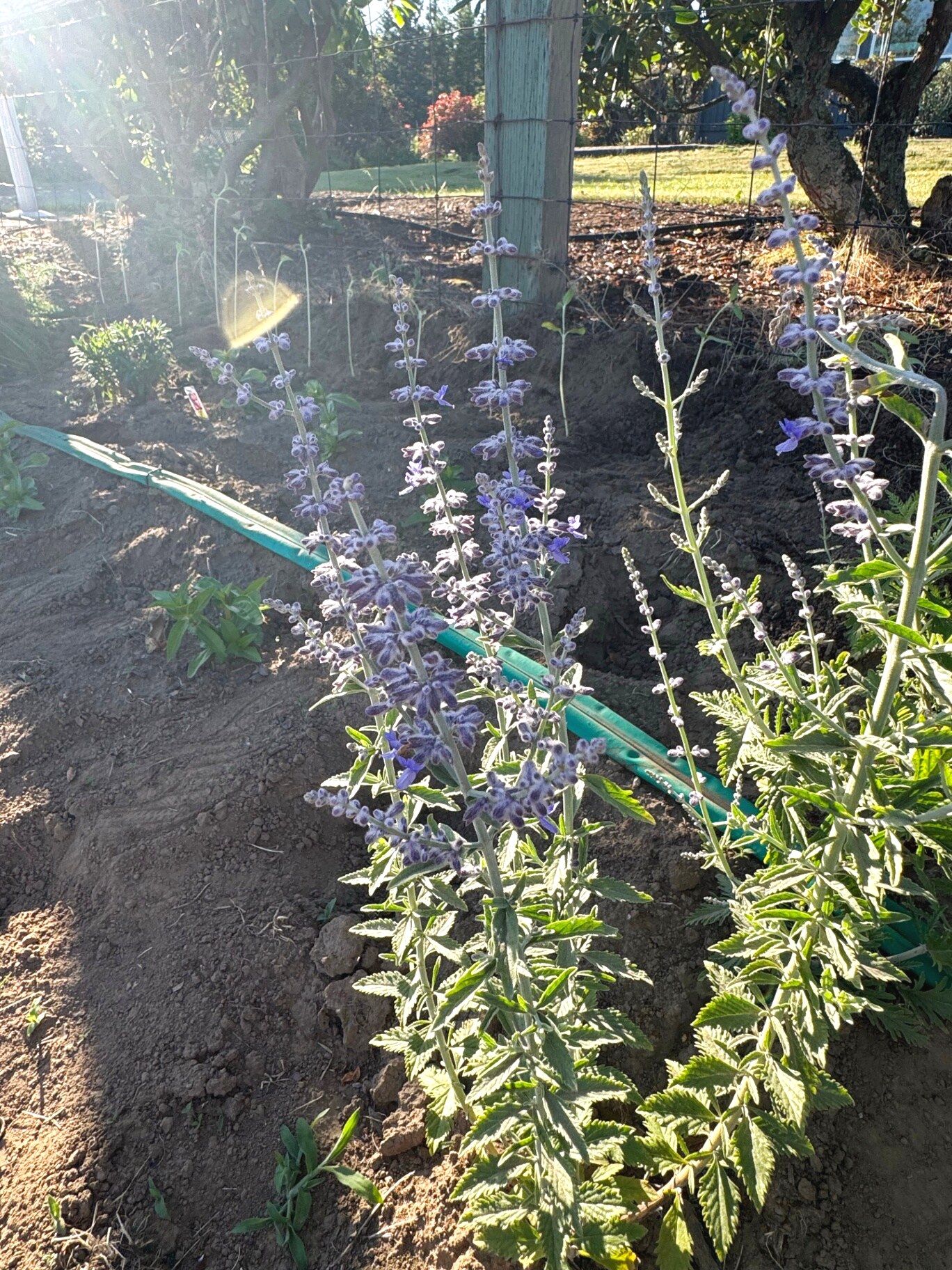 Russian sage flowering in the late-day sun