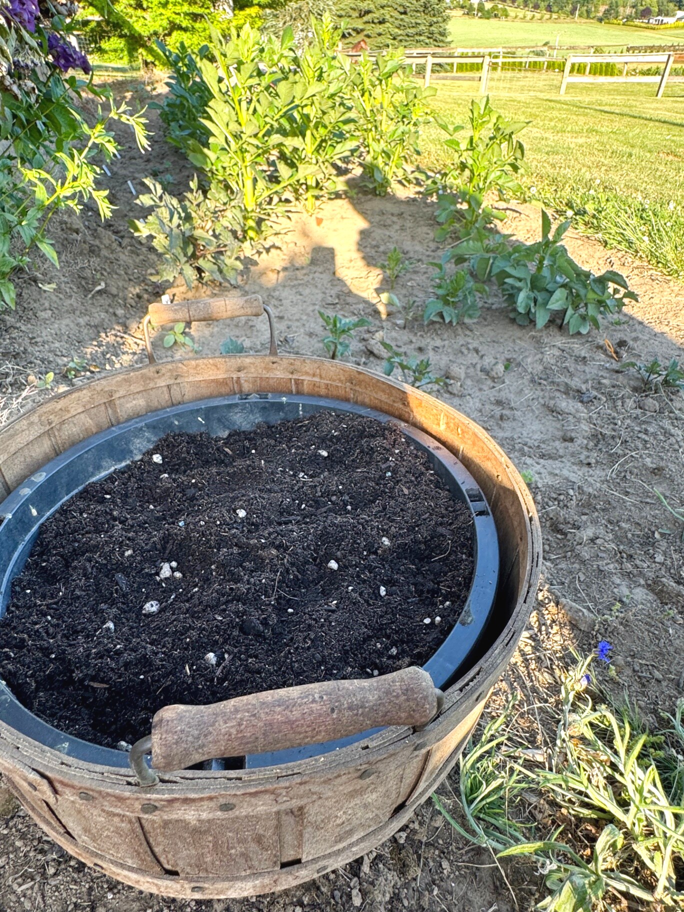A wooden barrel of fresh planting soil ready for the next round