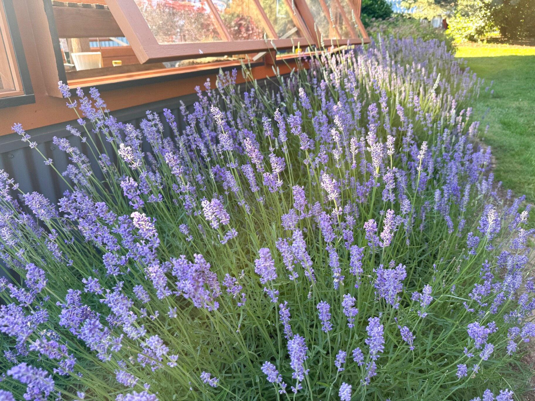 Lavender in full bloom alongside the greenhouse at Chickpa Ranch