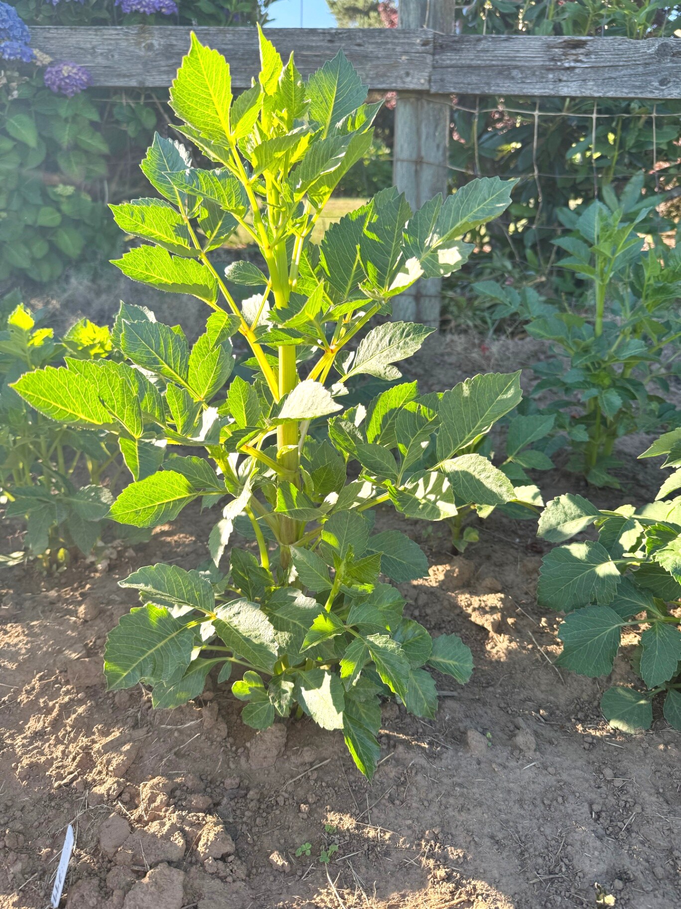 A tall, healthy dahlia plant standing strong in the field