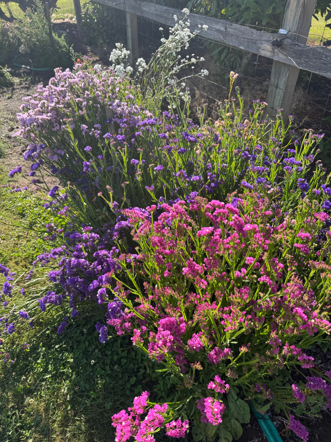 Early blooms of pink and purple statice hinting at the color to come