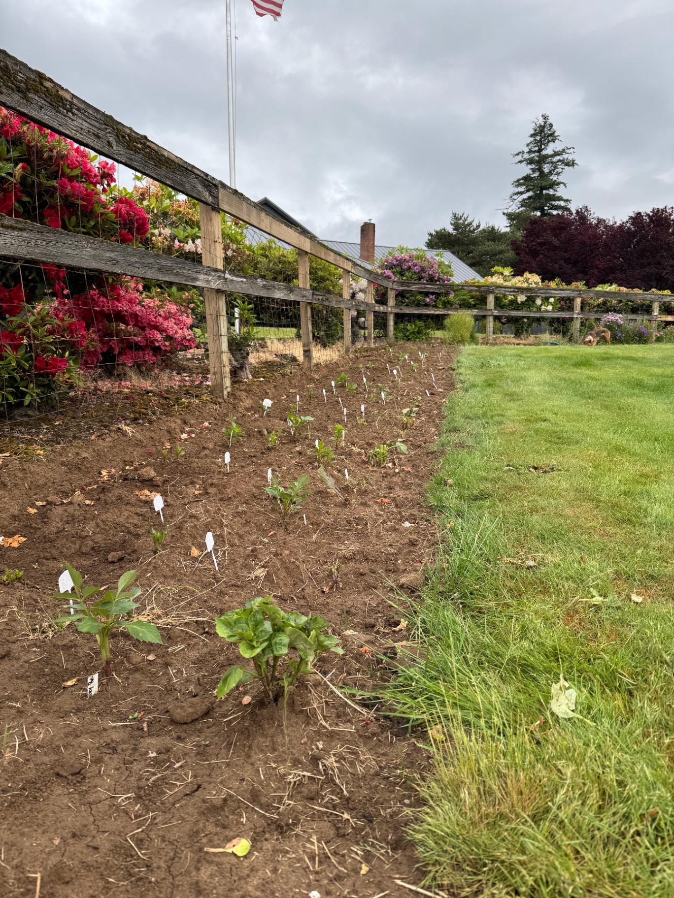 Rows of young dahlia plants sprouting along the fence line at Chickpa Ranch