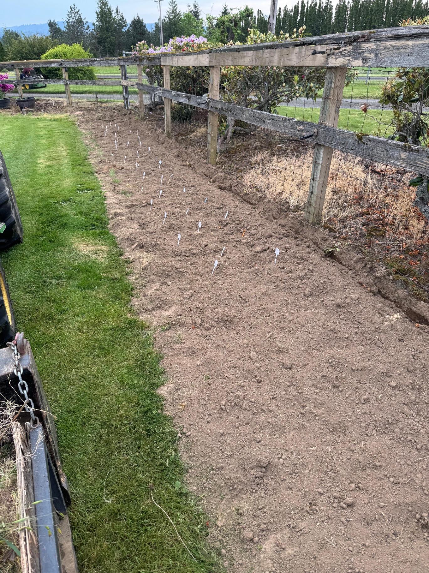 Freshly planted dahlia rows with white variety markers along the field