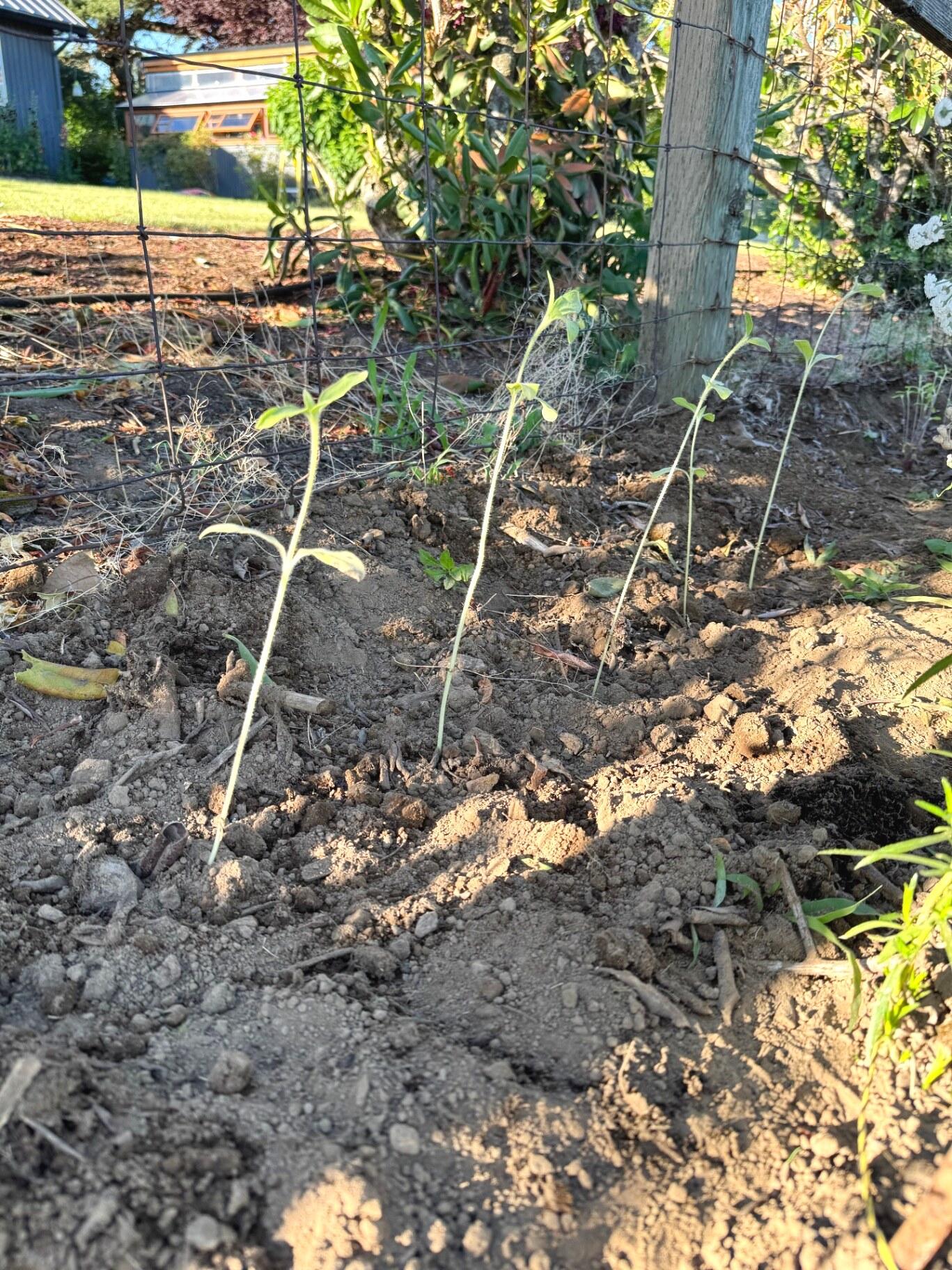 Young sunflower starts standing in a freshly worked row