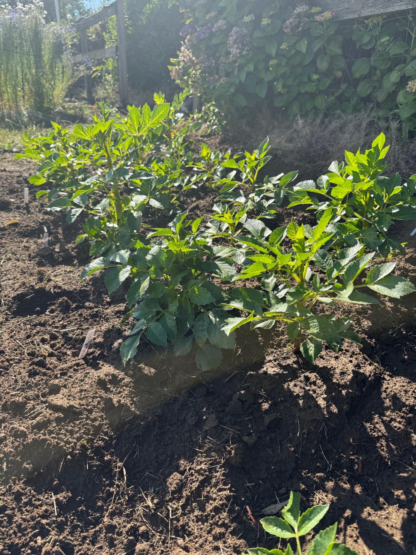 Healthy young dahlia plants filling in the rows at Chickpa Ranch