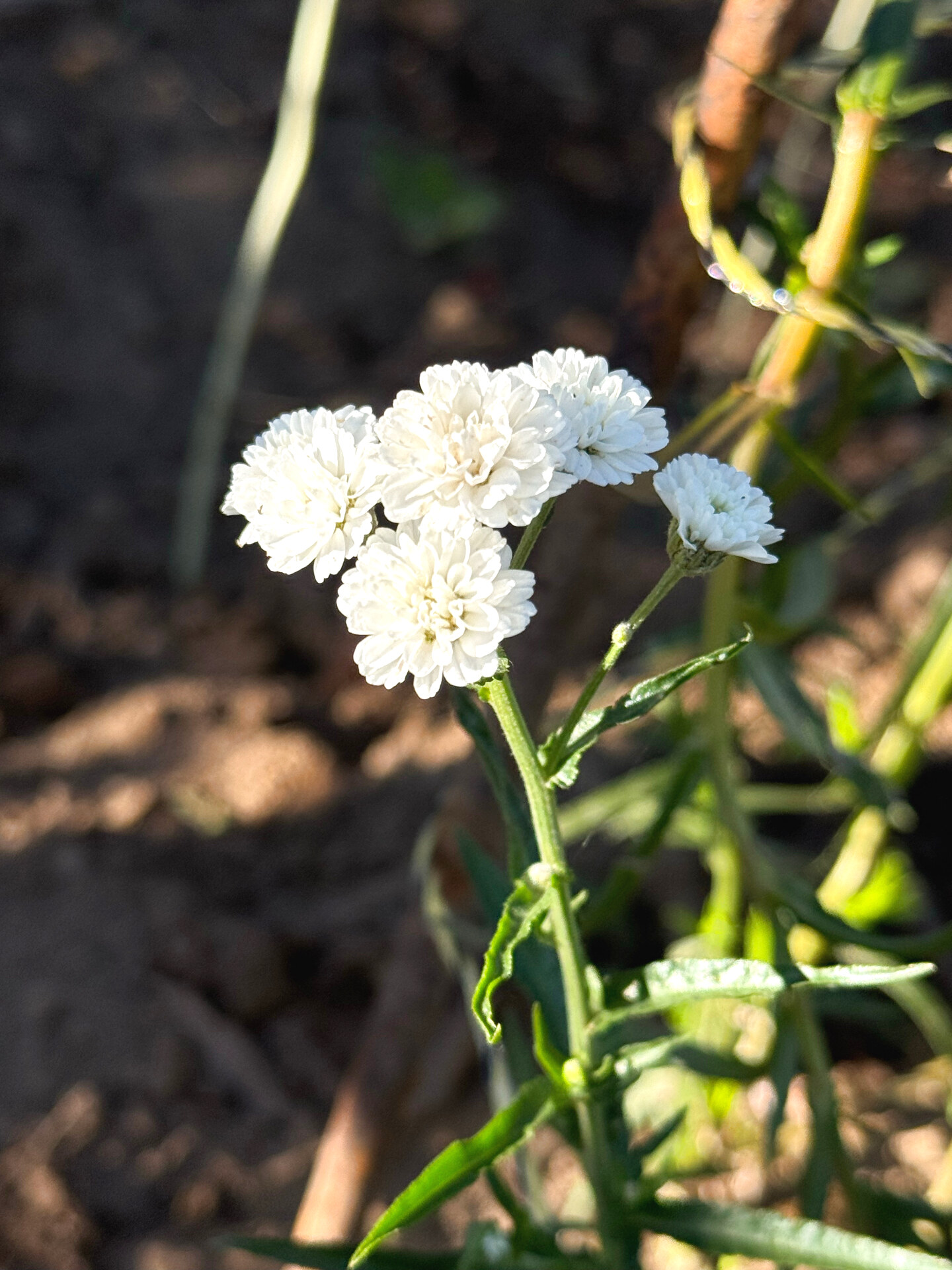 White yarrow blossoms in the field