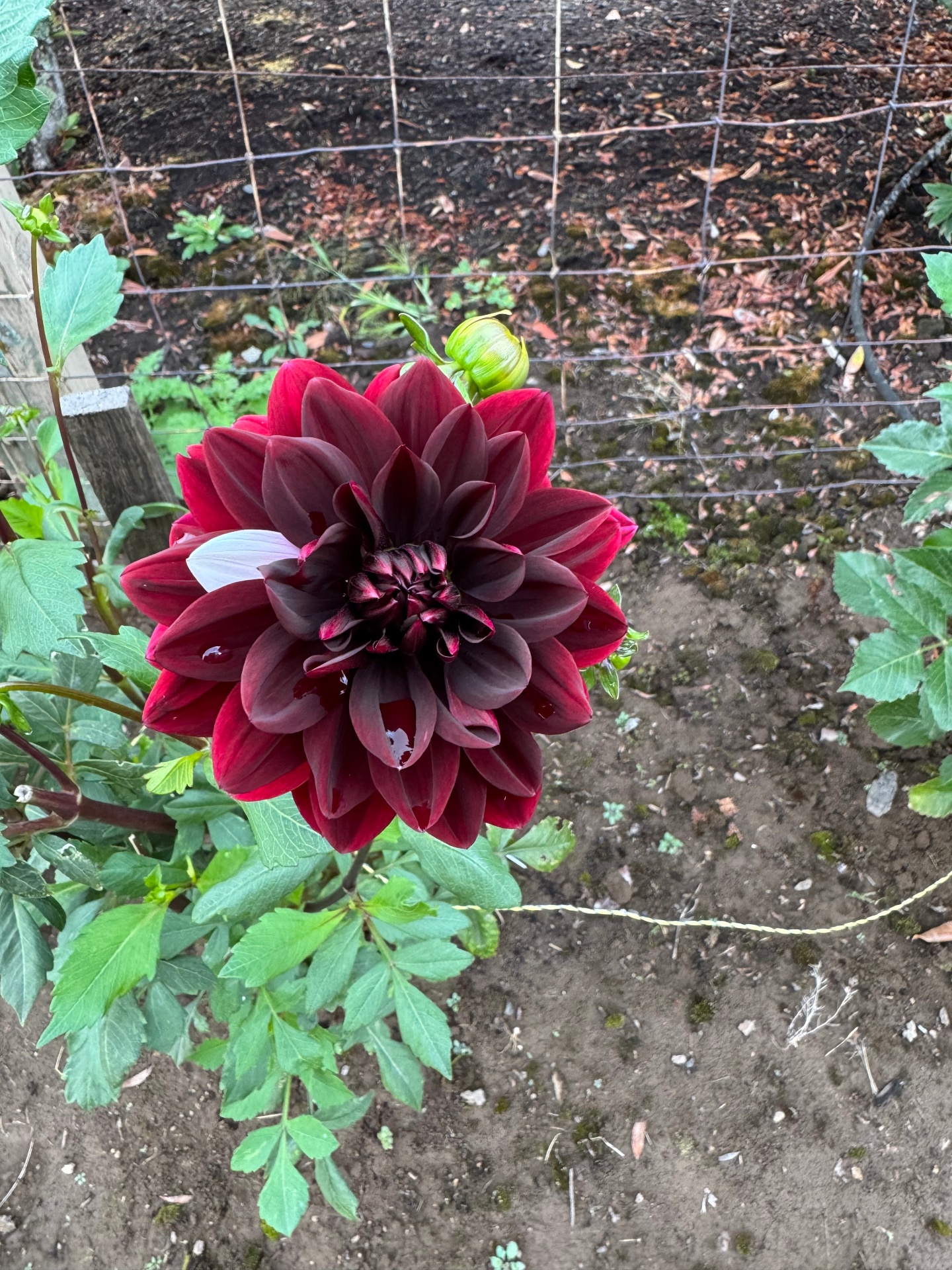 Deep burgundy dahlia at the field's edge