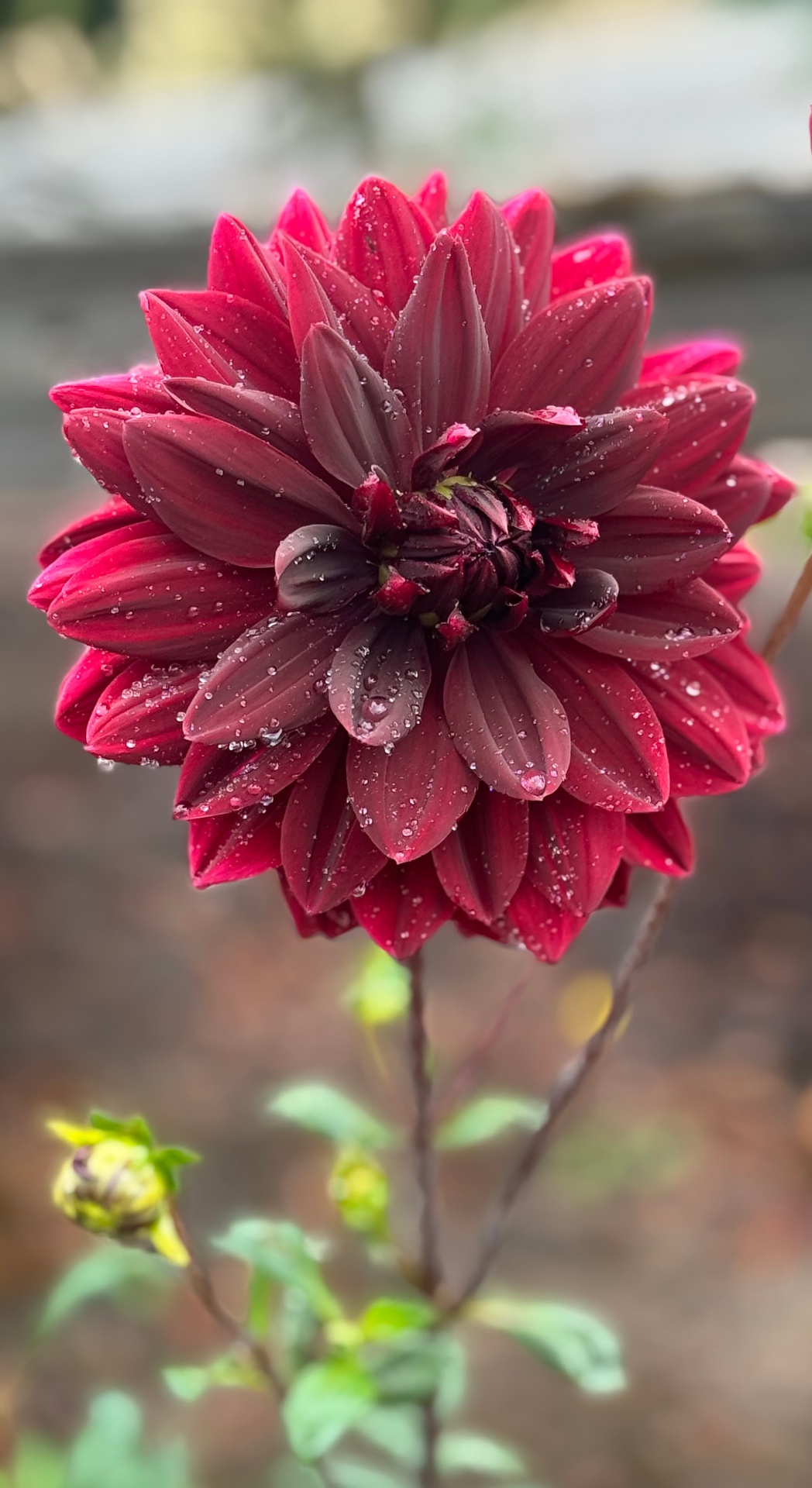 Crimson dahlia in heavy bloom