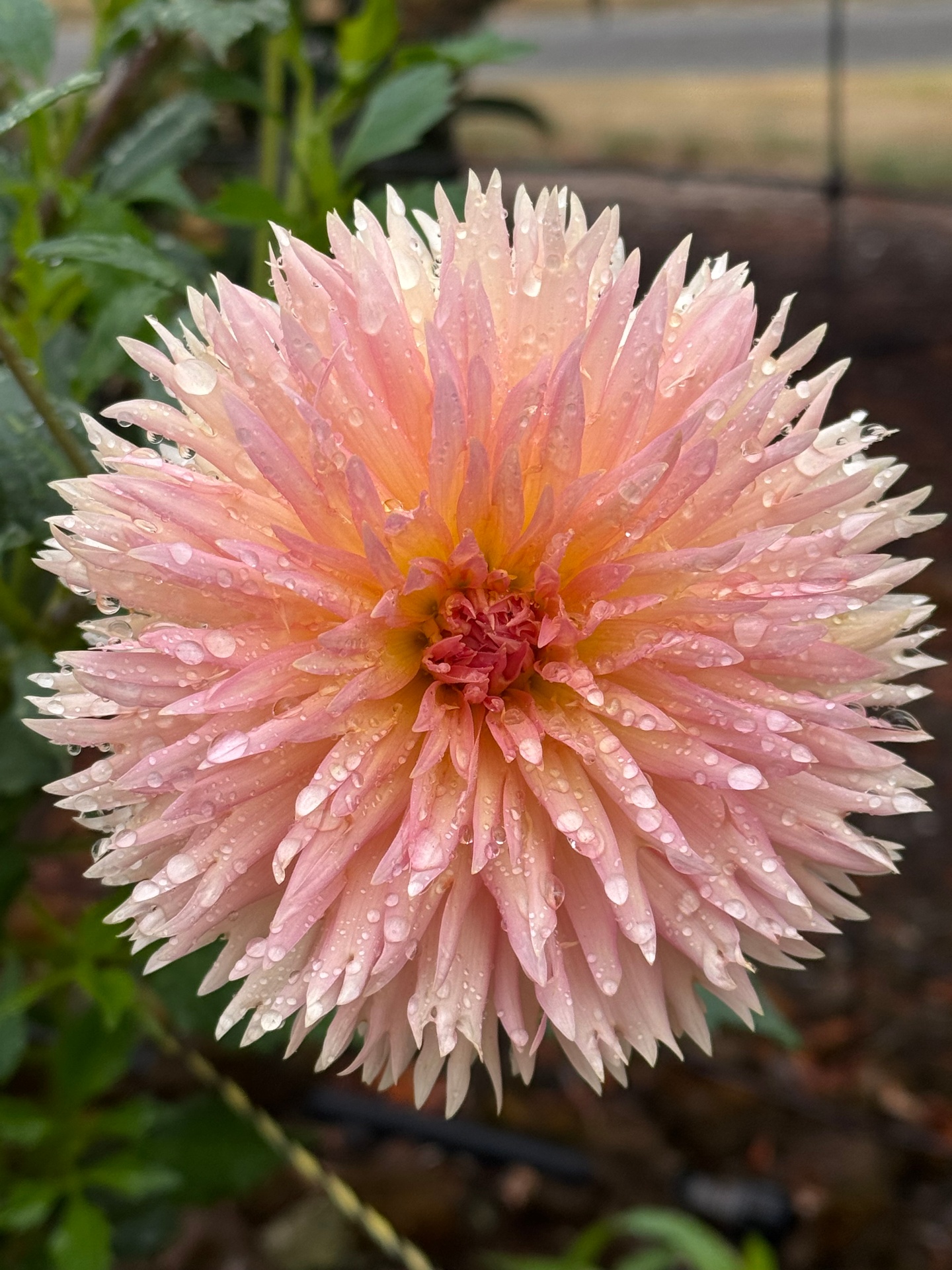 Peach dahlia covered in morning dew