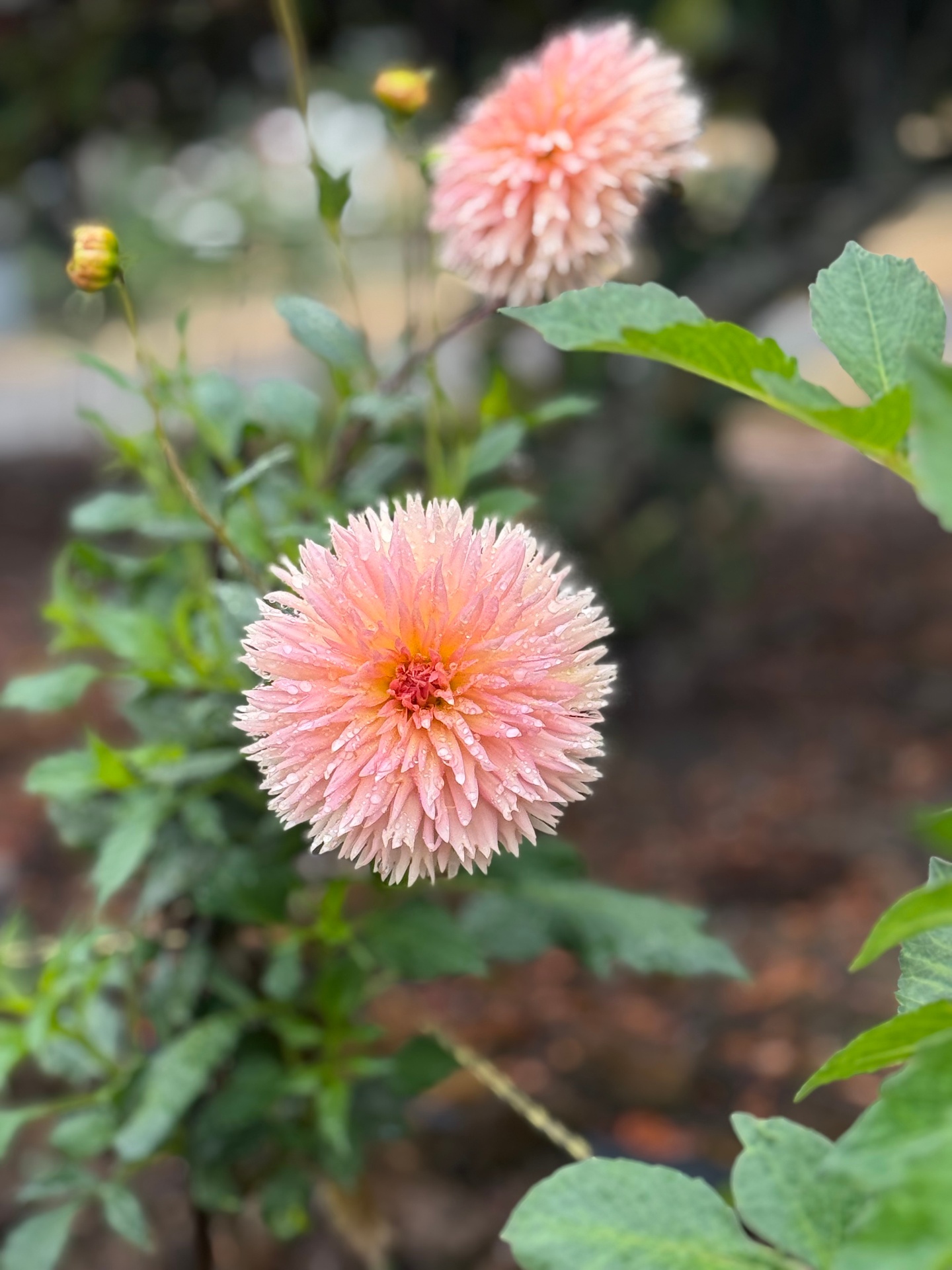 Two peach dahlias rising from the row