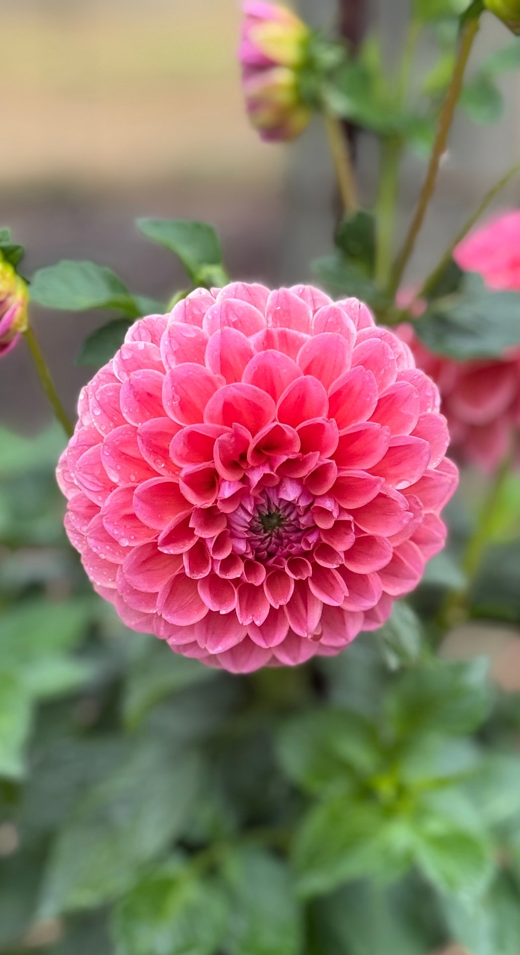 Coral pink ball dahlia in full bloom