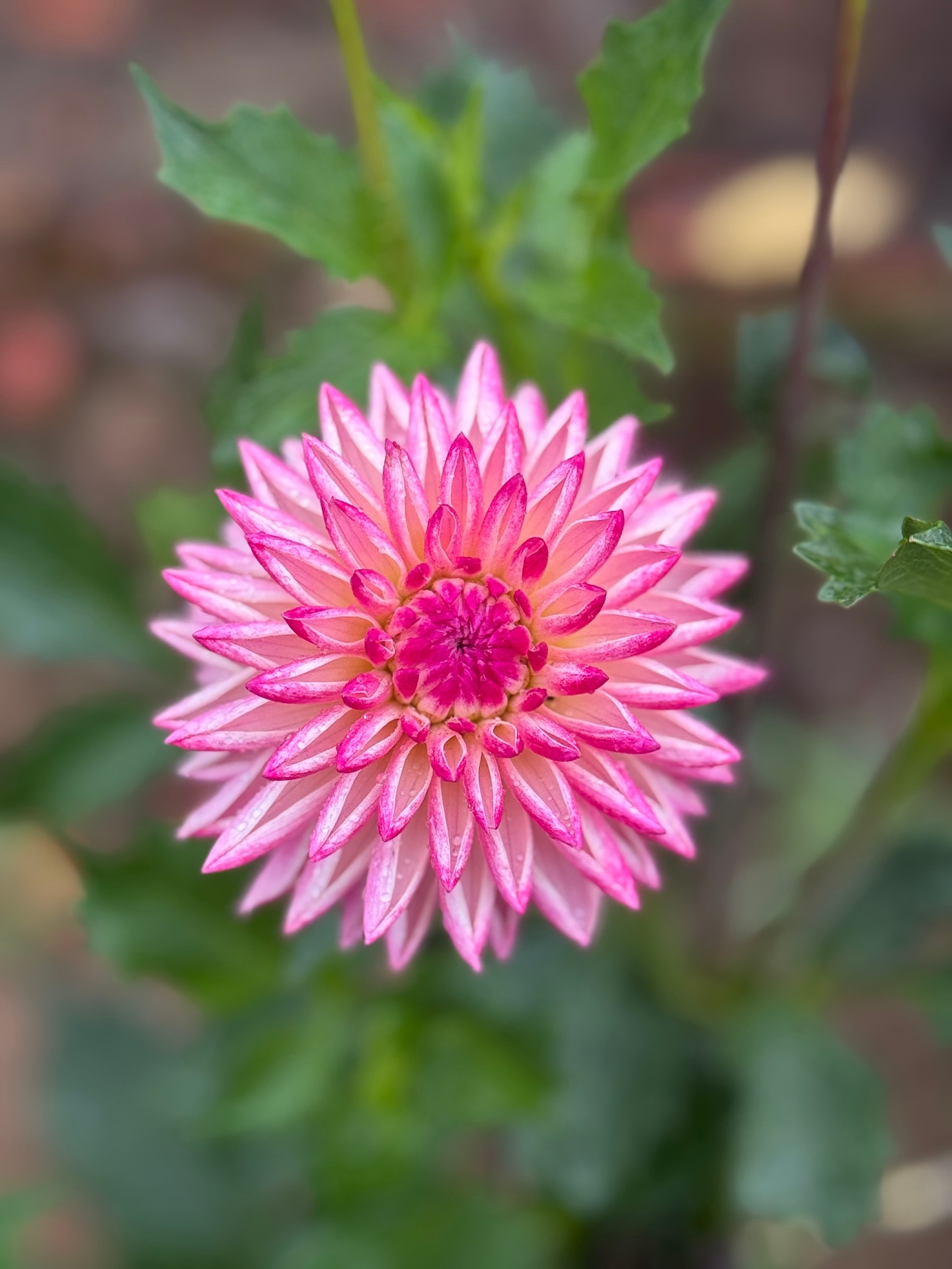 Pink-tipped dahlia with delicate petals