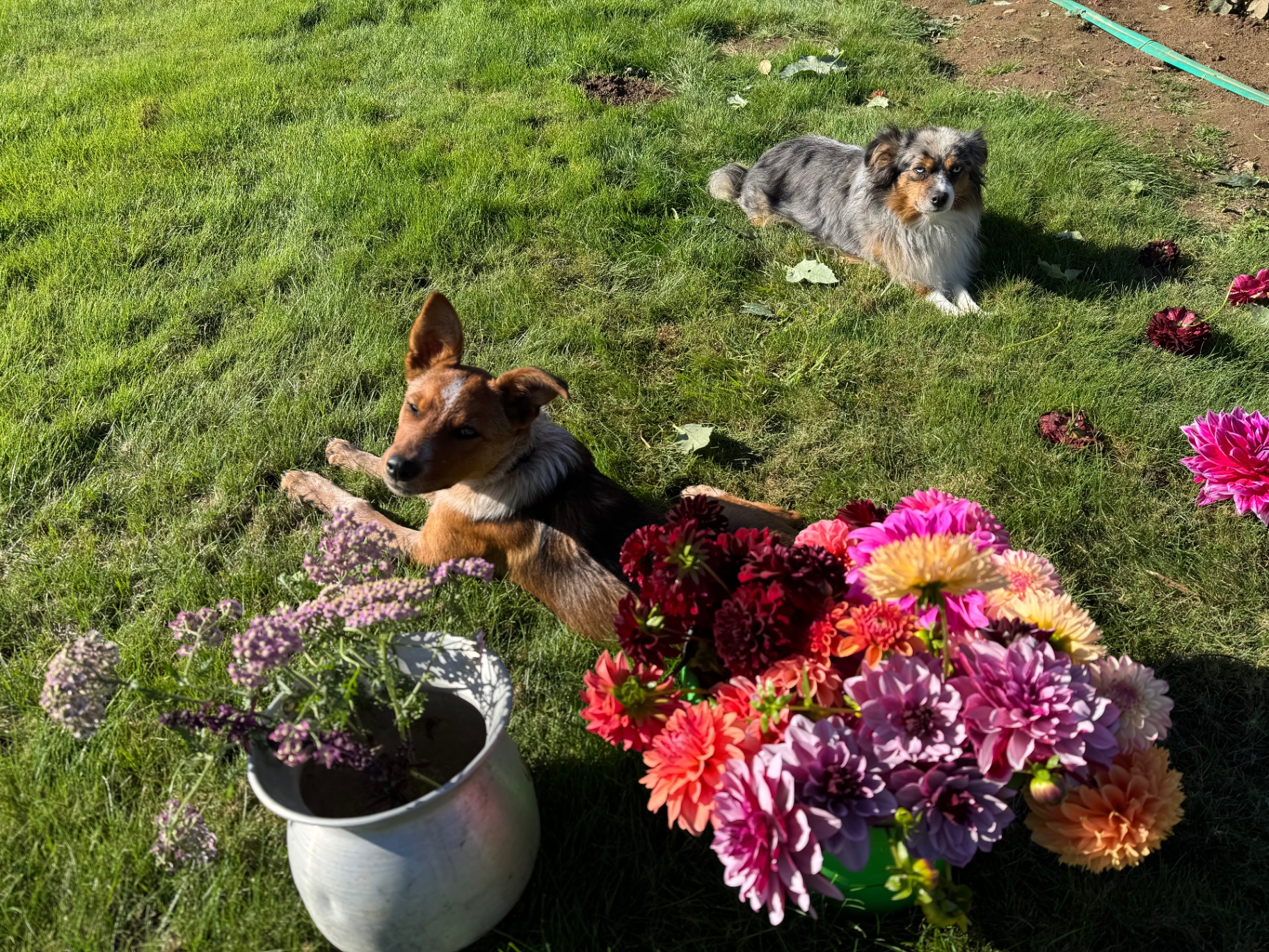 Farm dogs resting in the grass beside a fresh dahlia harvest
