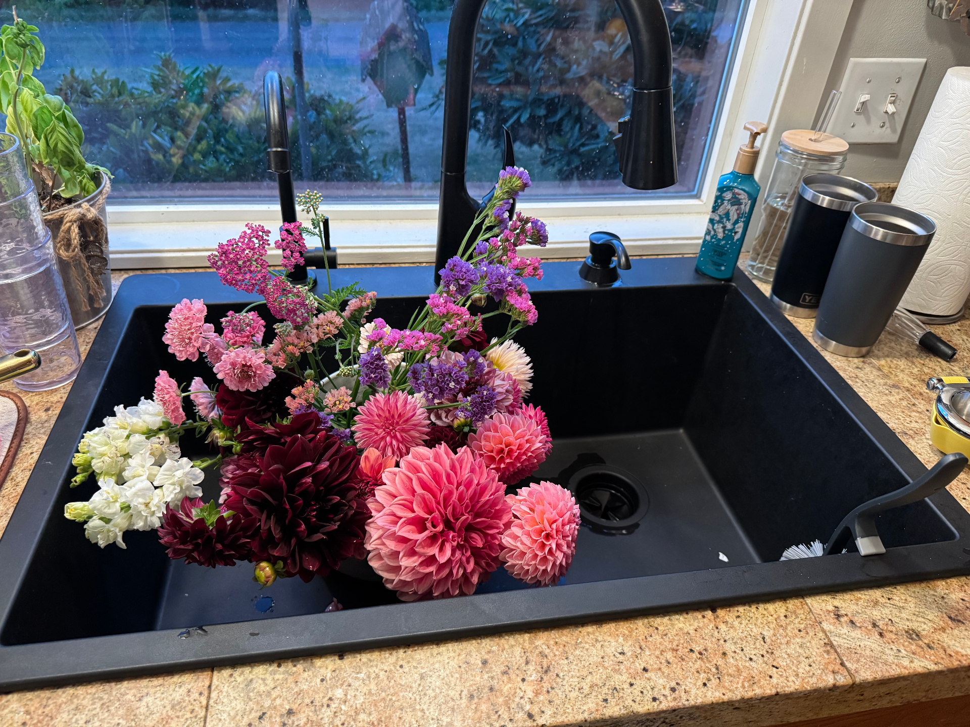 Fresh-cut dahlias resting in the kitchen sink after harvest